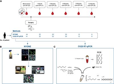 Frontiers | Longitudinal Analysis Of Circulating Tumor Cells In ...